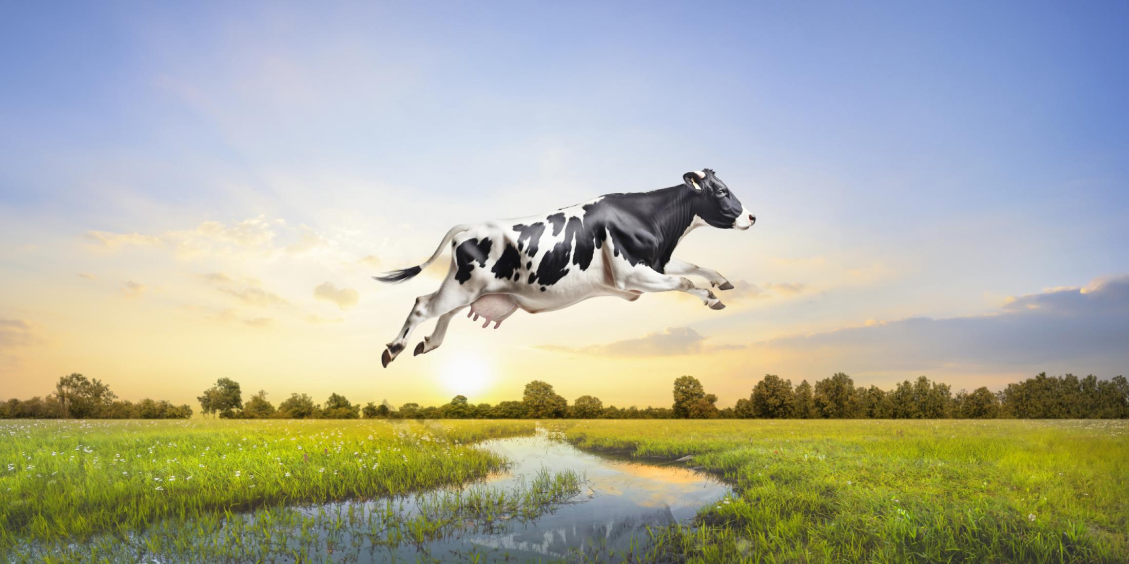 Cow jumping over a creek