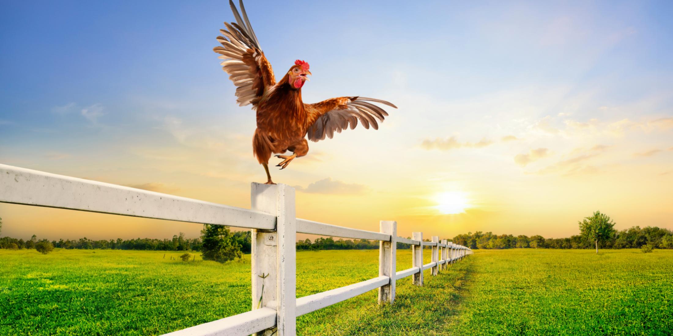 Chicken on a fence doing karate