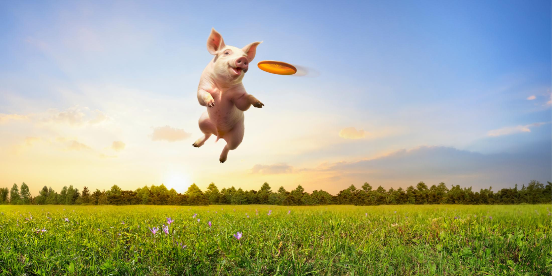Pig in a field jumping to catch a frisbee